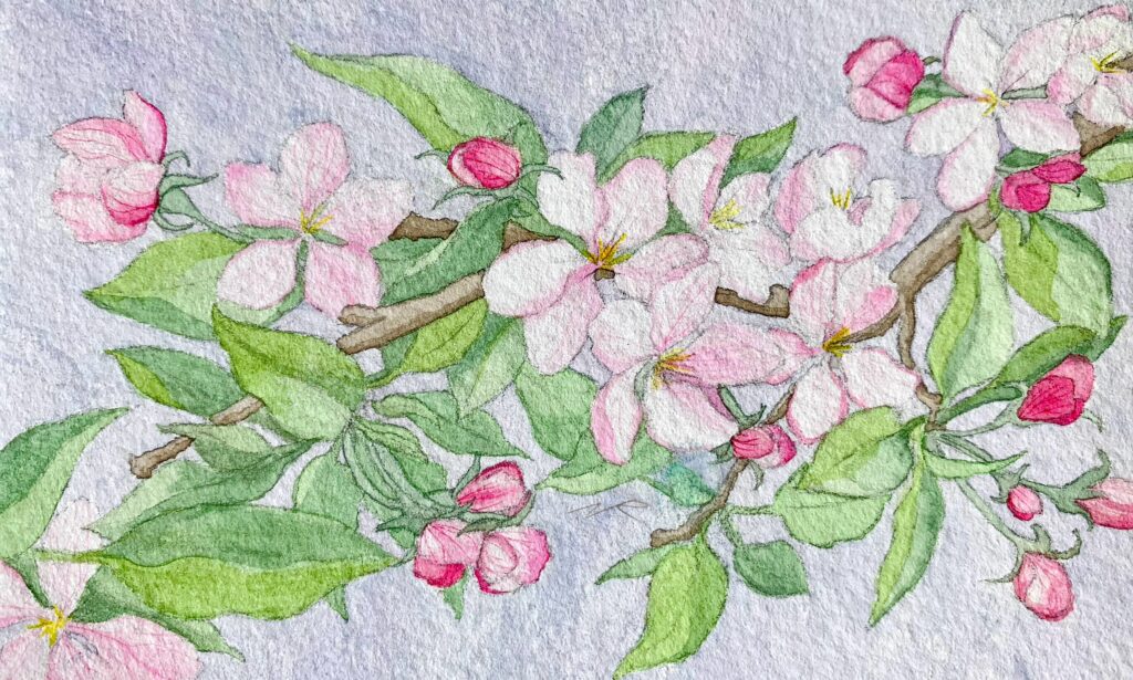Apple Blossoms Watercolor